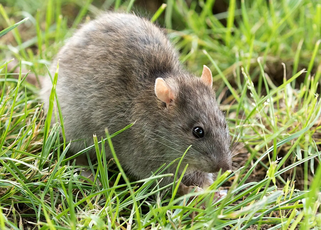 Mouse Vs Rat