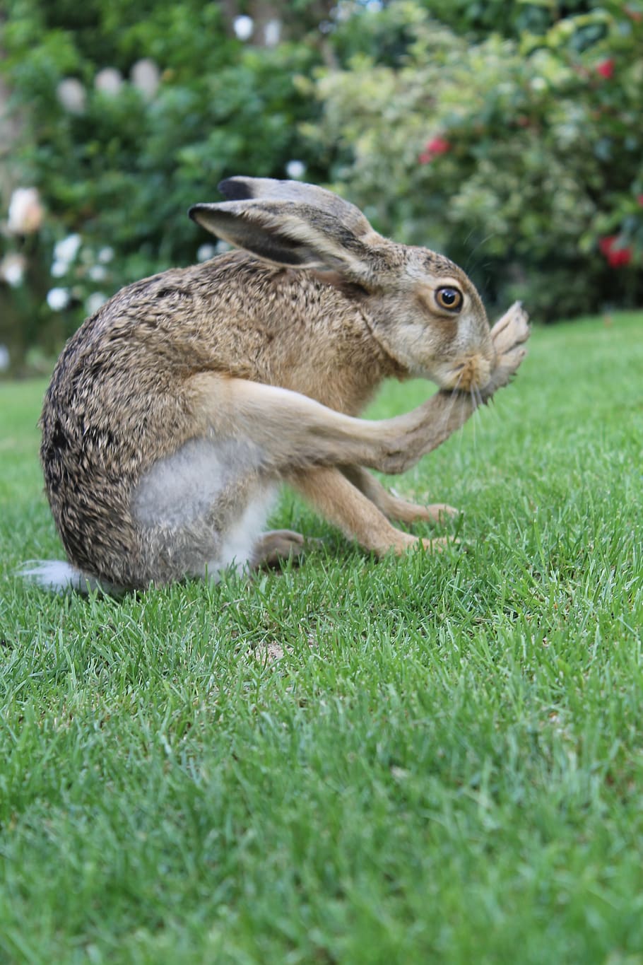 hare vs rabbit vs bunny