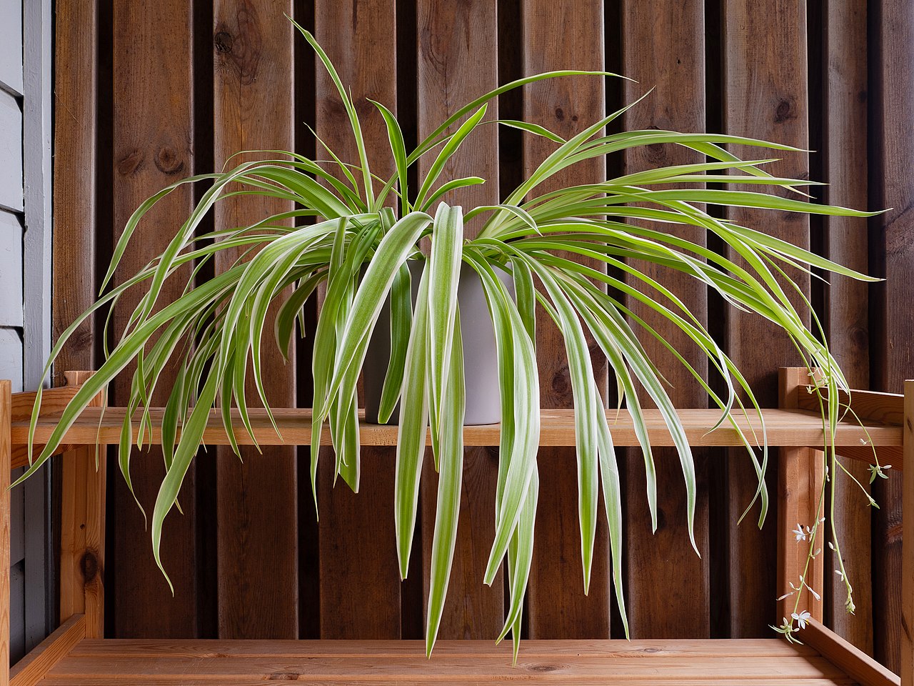 Indoor Plants That are Perfect for Small Space Gardens