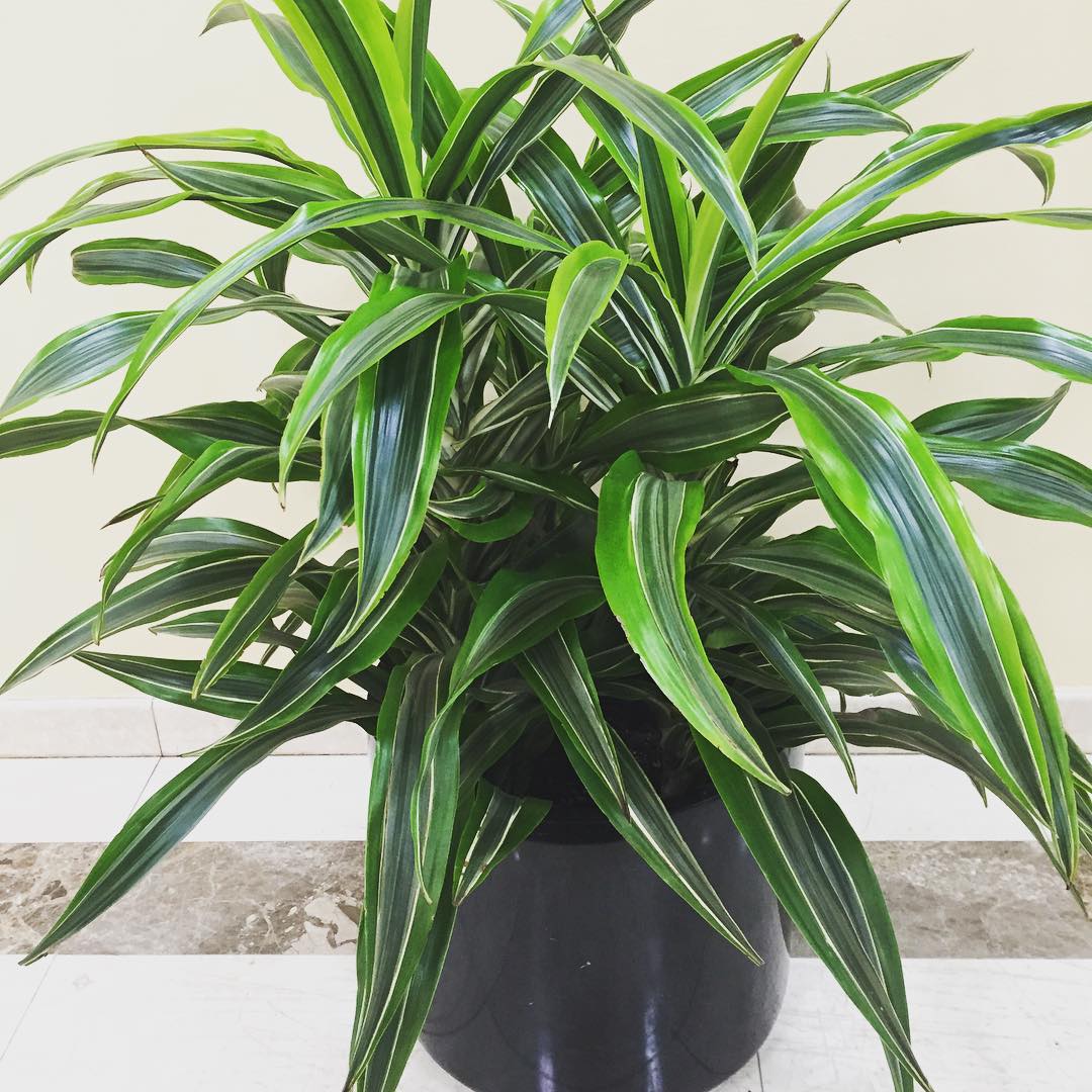 Indoor Plants That are Perfect for Small Space Gardens