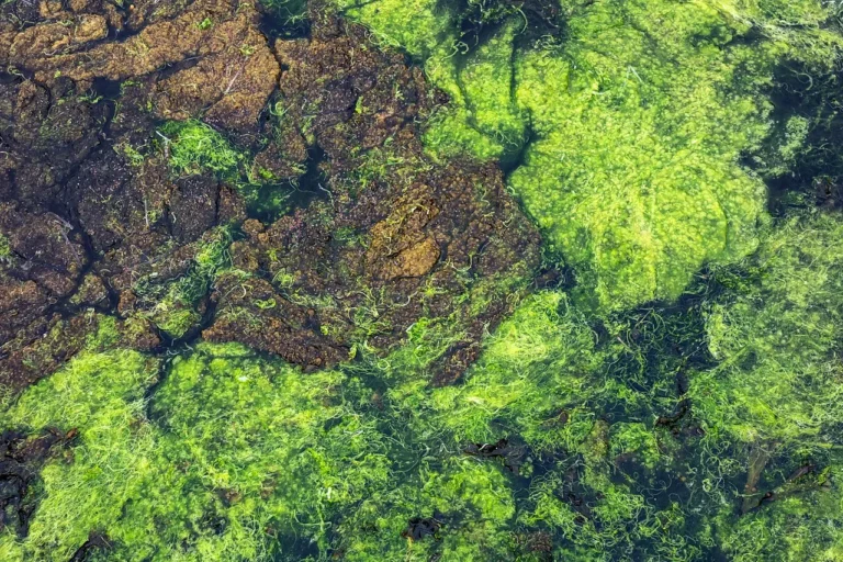 Is Algae a Decomposer? Appraisal of Algae as Potential Decomposers