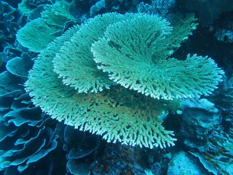 Is Coral a Producer or Consumer? Coral Food Chain Position and Role