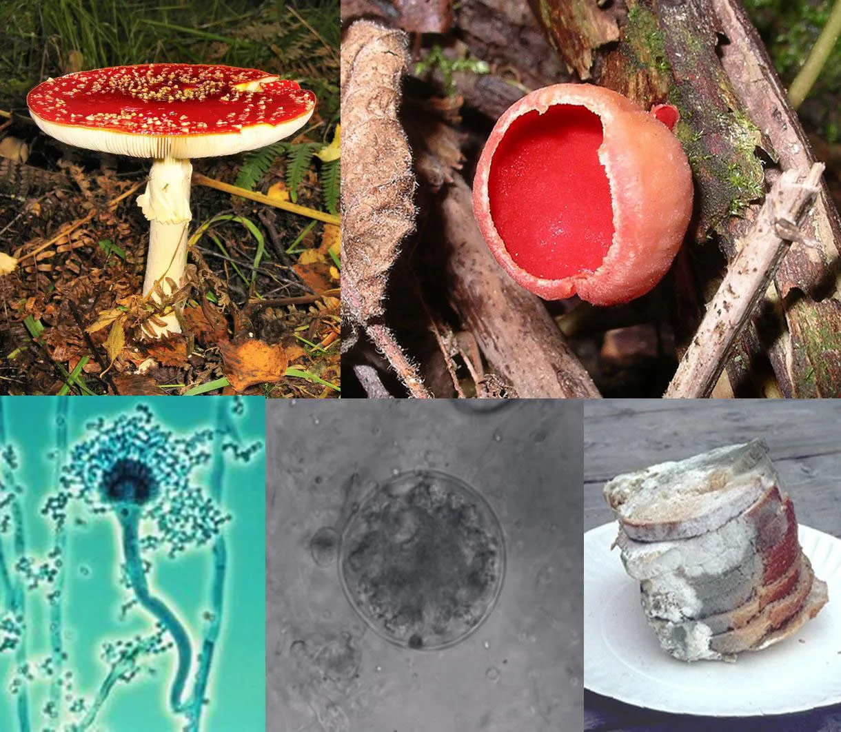 Is Fungi a Decomposer? Fungi Food Chain Position/Role