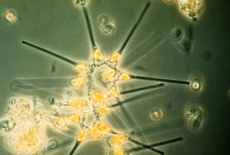 Is Phytoplankton a Producer? Phytoplankton Food Chain Position/Role