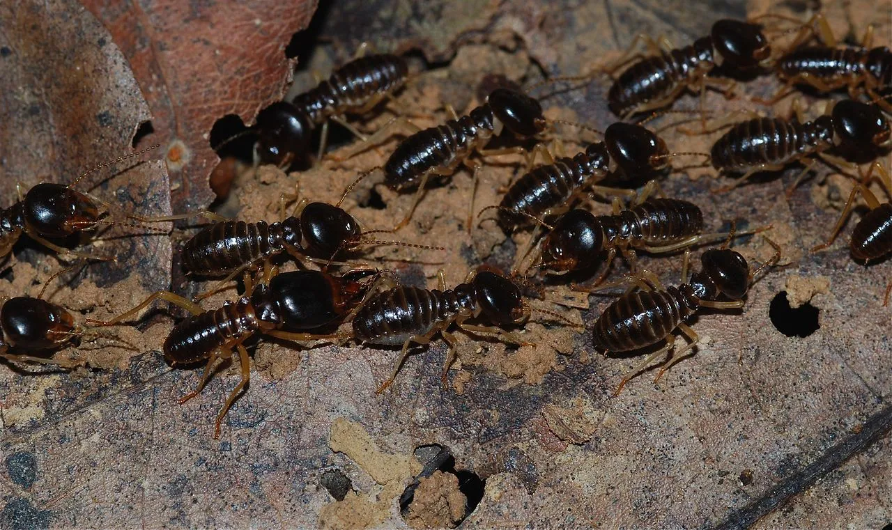 Is Termite a Decomposer? Termite Food Chain Position and Role