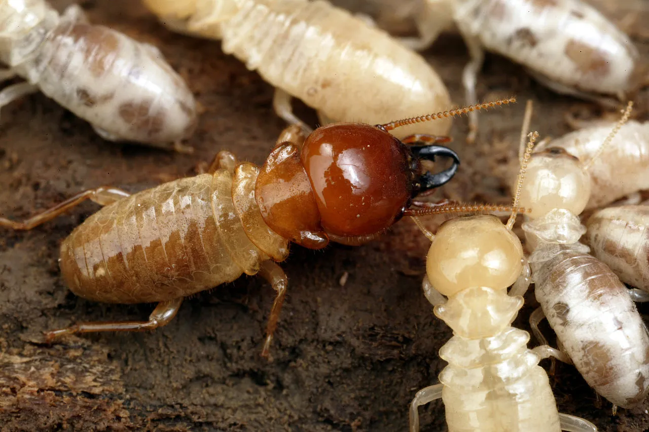 Is Termite a Decomposer? Termite Food Chain Position and Role