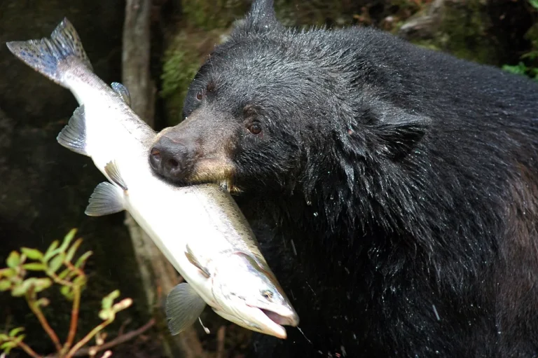 Is a Black Bear a Primary Consumer? Black Bear Food Chain Position/Role