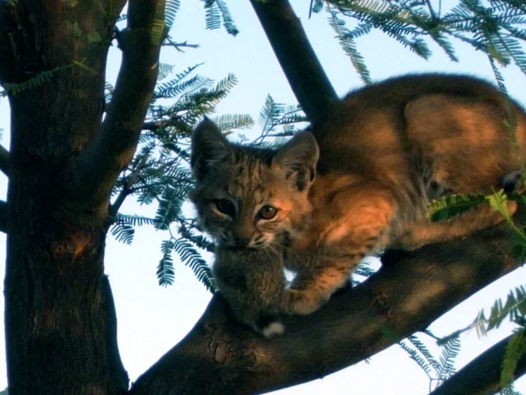 Is a Bobcat a Secondary Consumer? Bobcat Food Web Position and Role