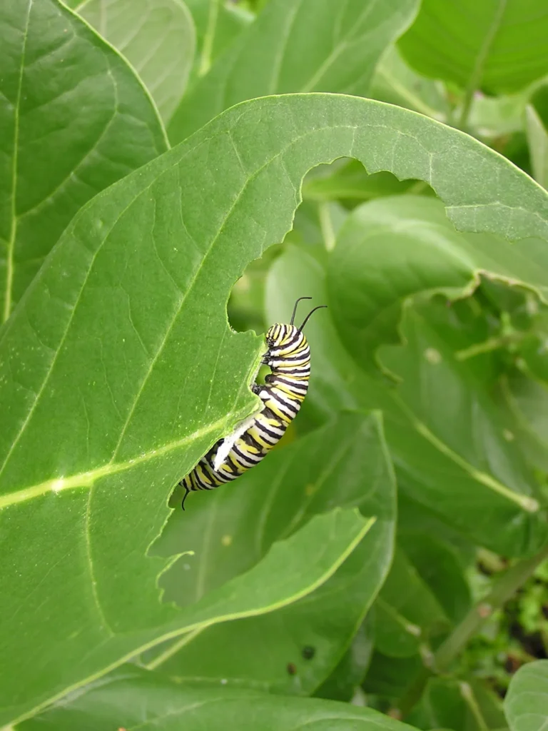 Is a Caterpillar a Herbivore? Caterpillar Food Chain Position and Role