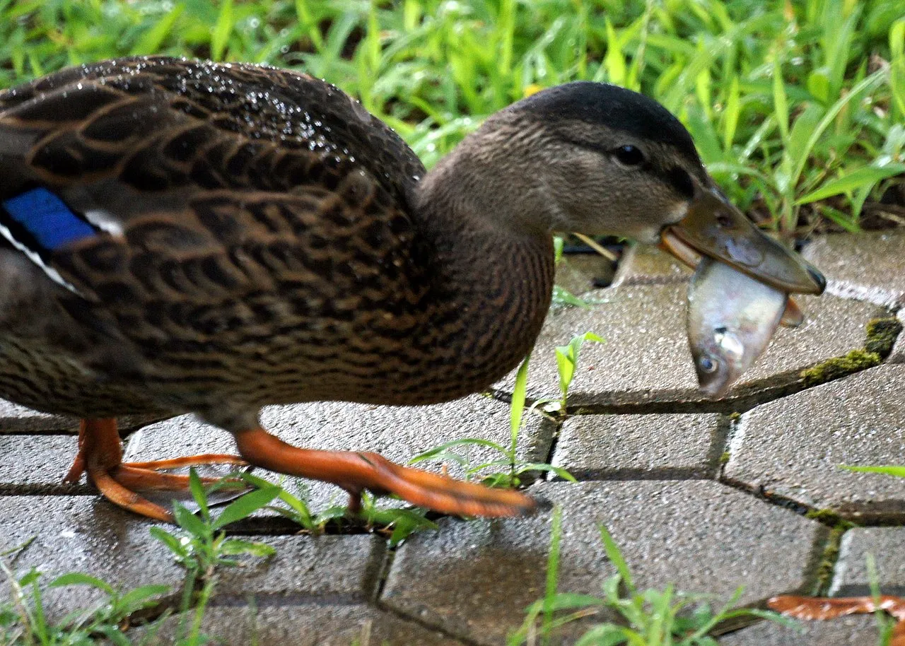 Is a Duck a Consumer? Duck Food Chain Position and Role