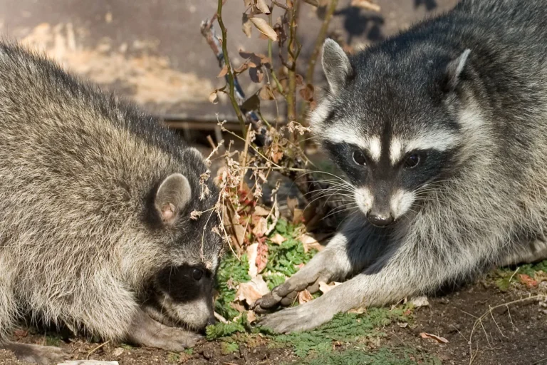 Is a Raccoon a Consumer? Raccoon Food Chain Position and Role