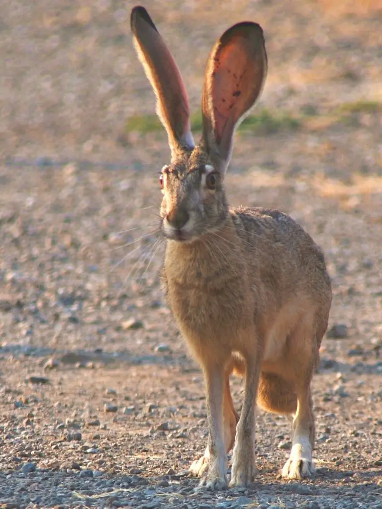 Jack Rabbit Vs Bunny Differences and Similarities Discussed