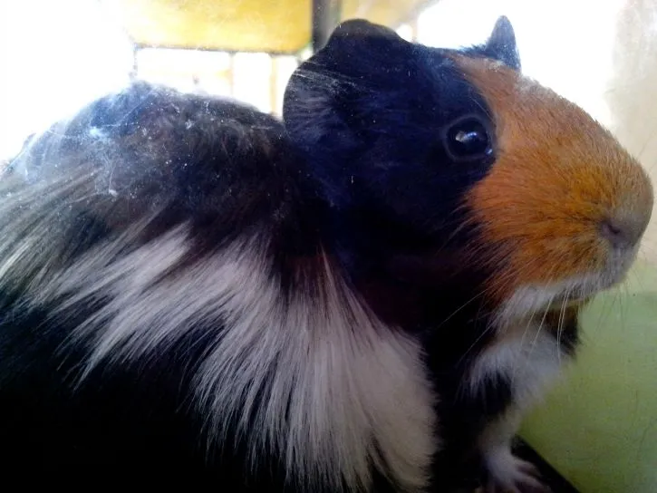 Male Guinea Pig Vs Female