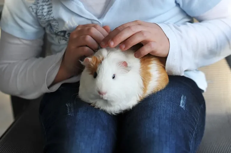 Male Guinea Pig Vs Female Anatomy, Size, Weight, Overall Comparison