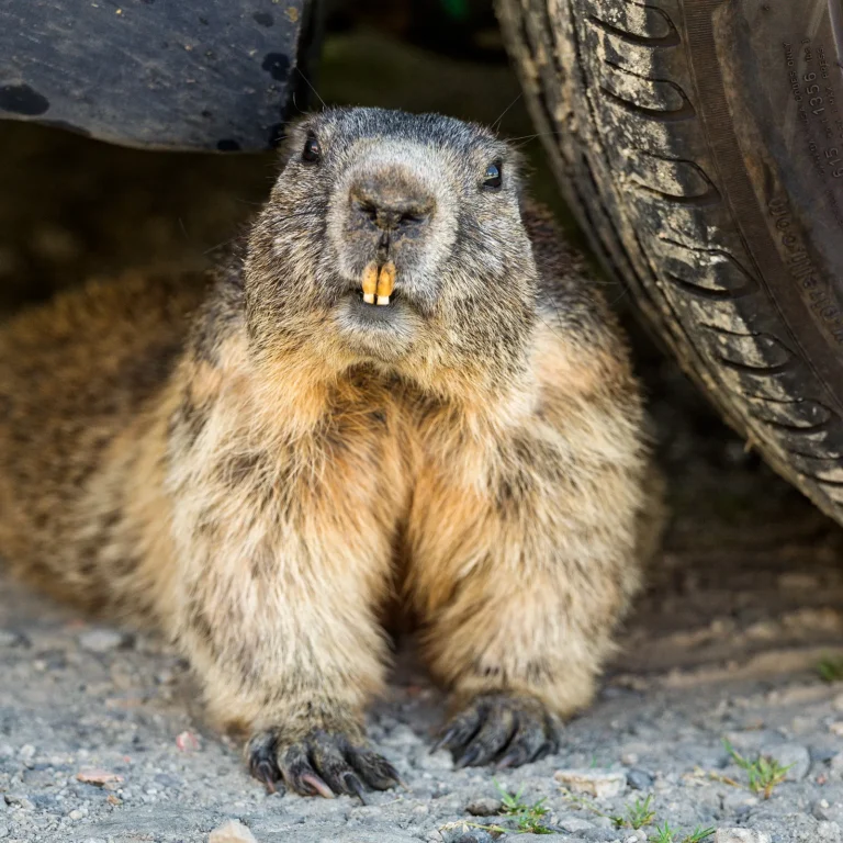 Marmot Vs Beaver Size, Weight, Overall Comparison