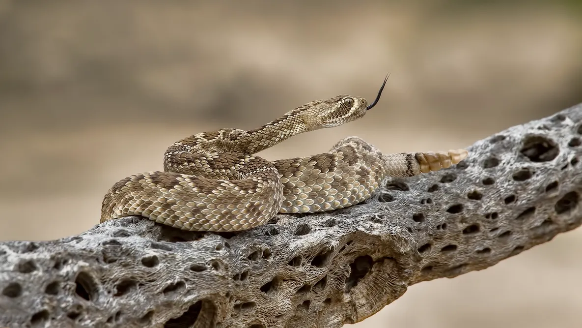 Mojave Green Snake Description