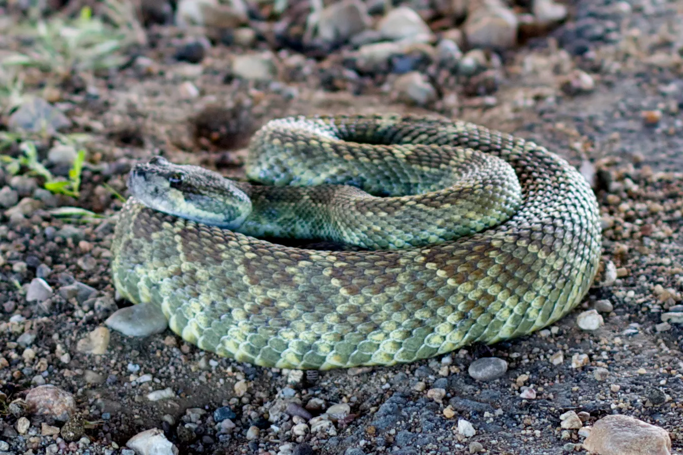 Mojave Green Snake Description