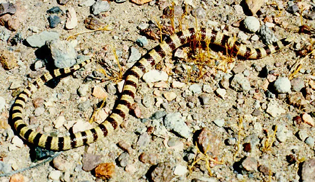 Mojave Shovel Nosed Snake Facts, Characteristics