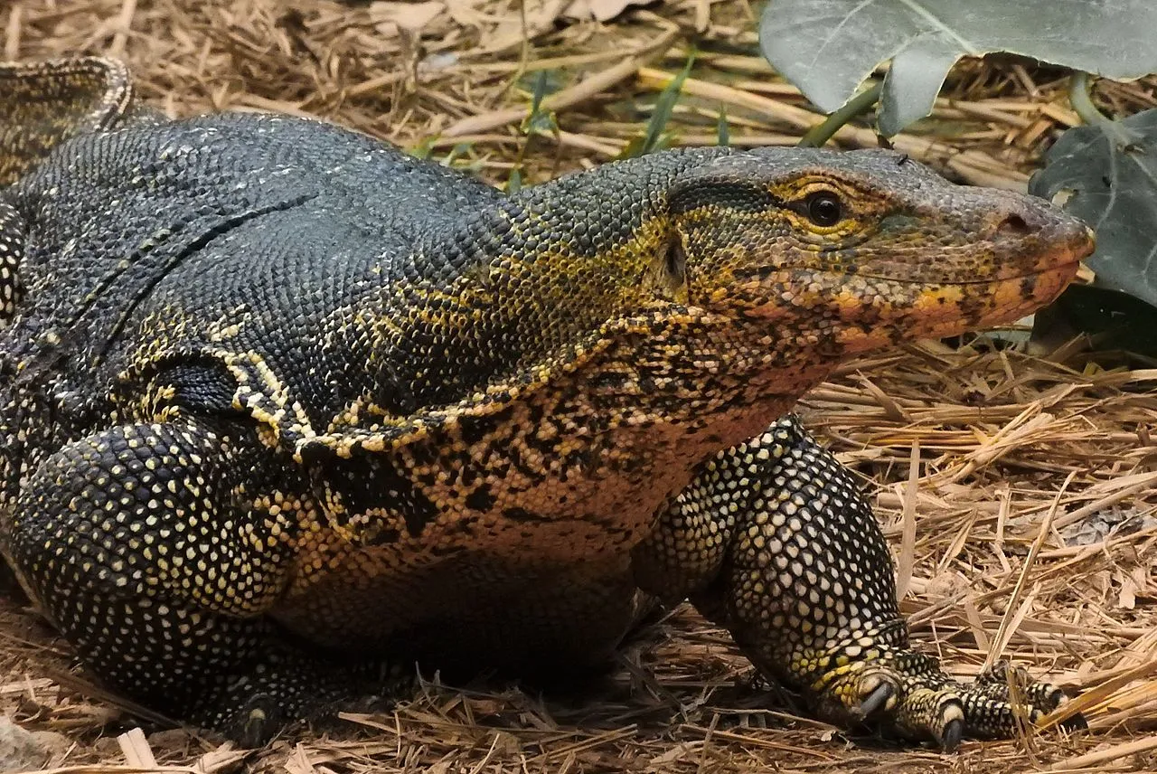 Monitor Lizard Vs Iguana Size, Weight, Overall Comparison - Felsics.com
