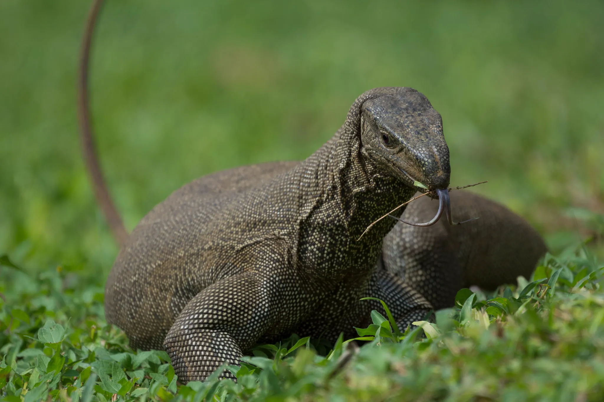 Monitor Lizard Vs Iguana