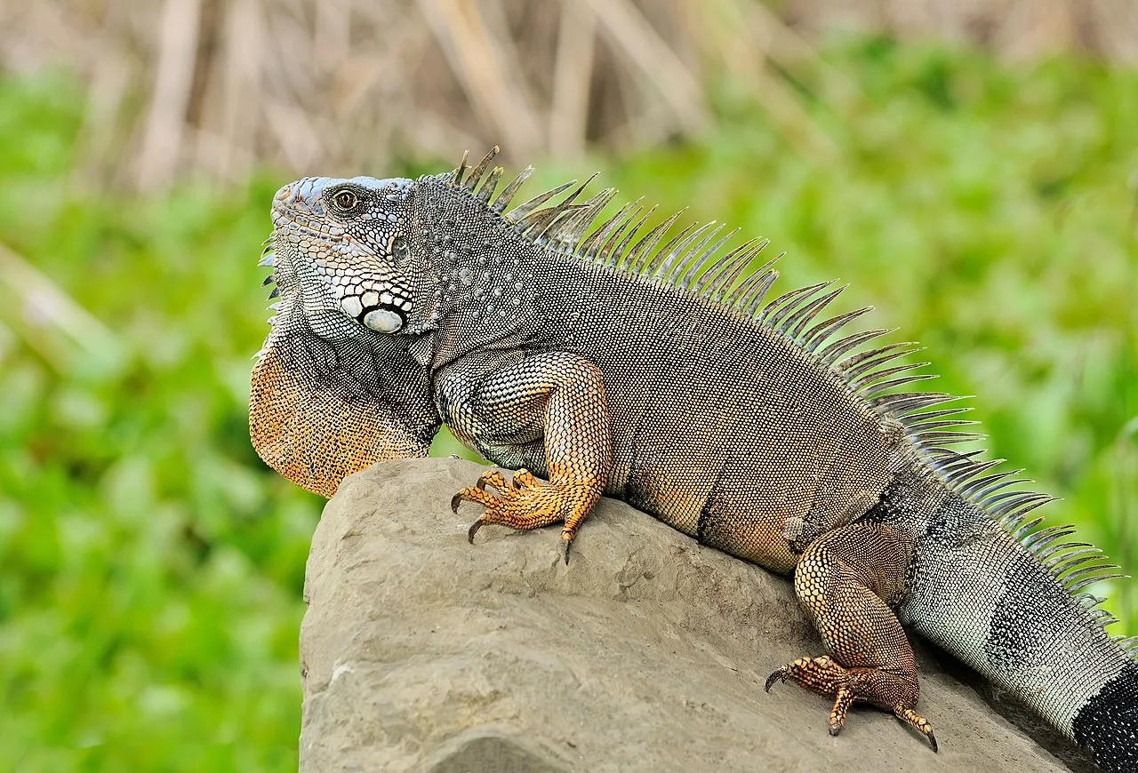 Monitor Lizard Vs Iguana