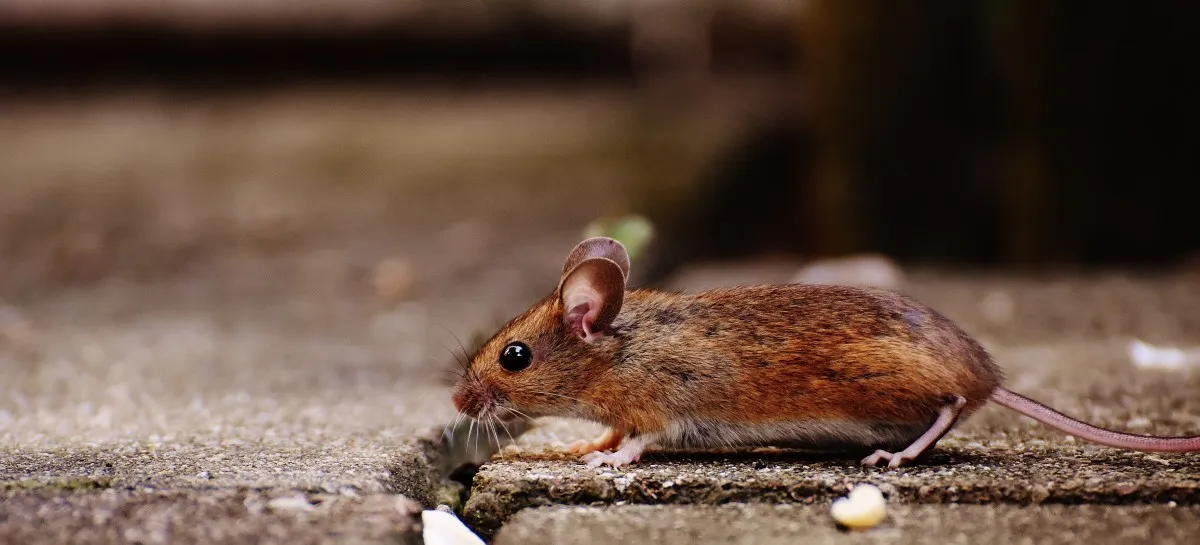 mouse vs rat size