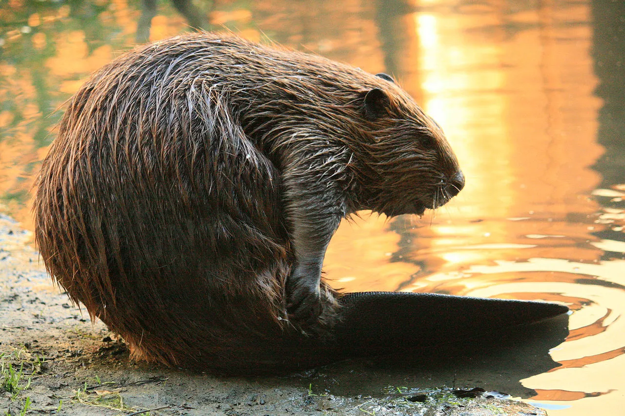Beaver Vs Nutria Size