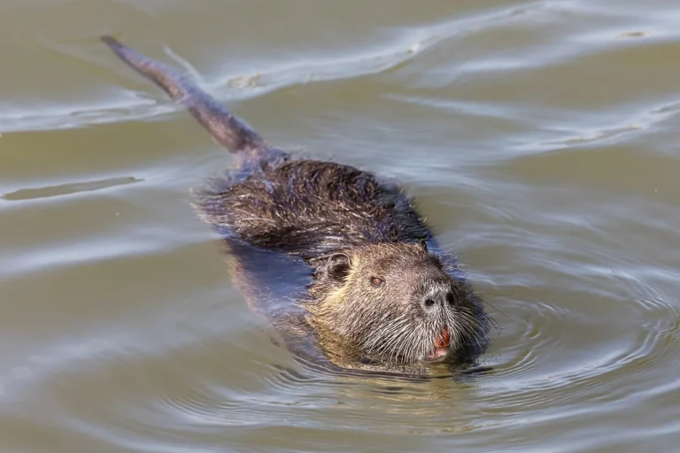 Muskrat Vs Nutria Swimming Ability, Tail Morphology, Overall Comparison
