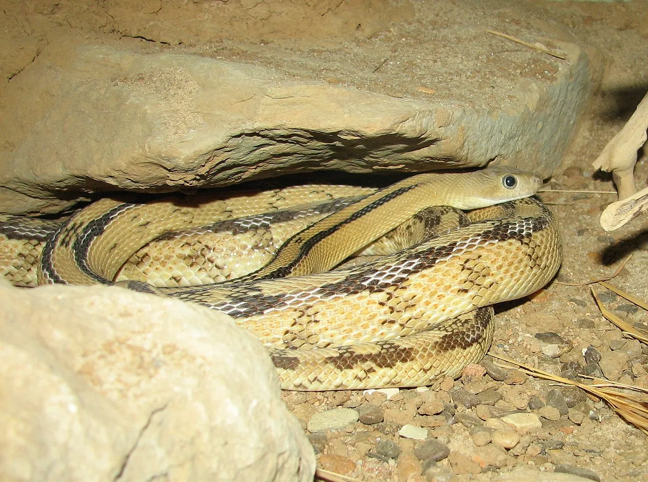 Northern Rat Snake Facts
