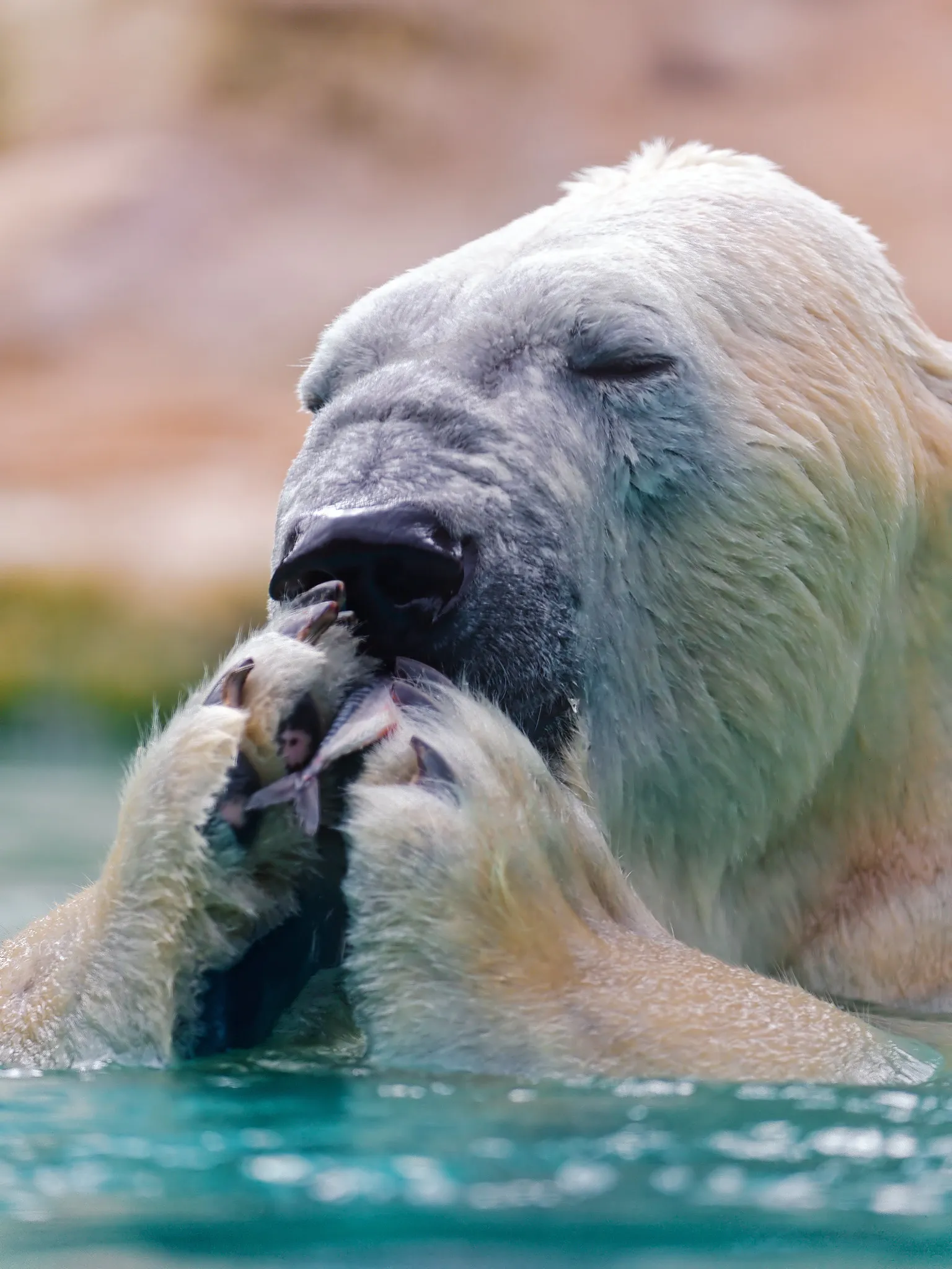 Polar Bear Food Chain/Polar Bear Food Web Analysis