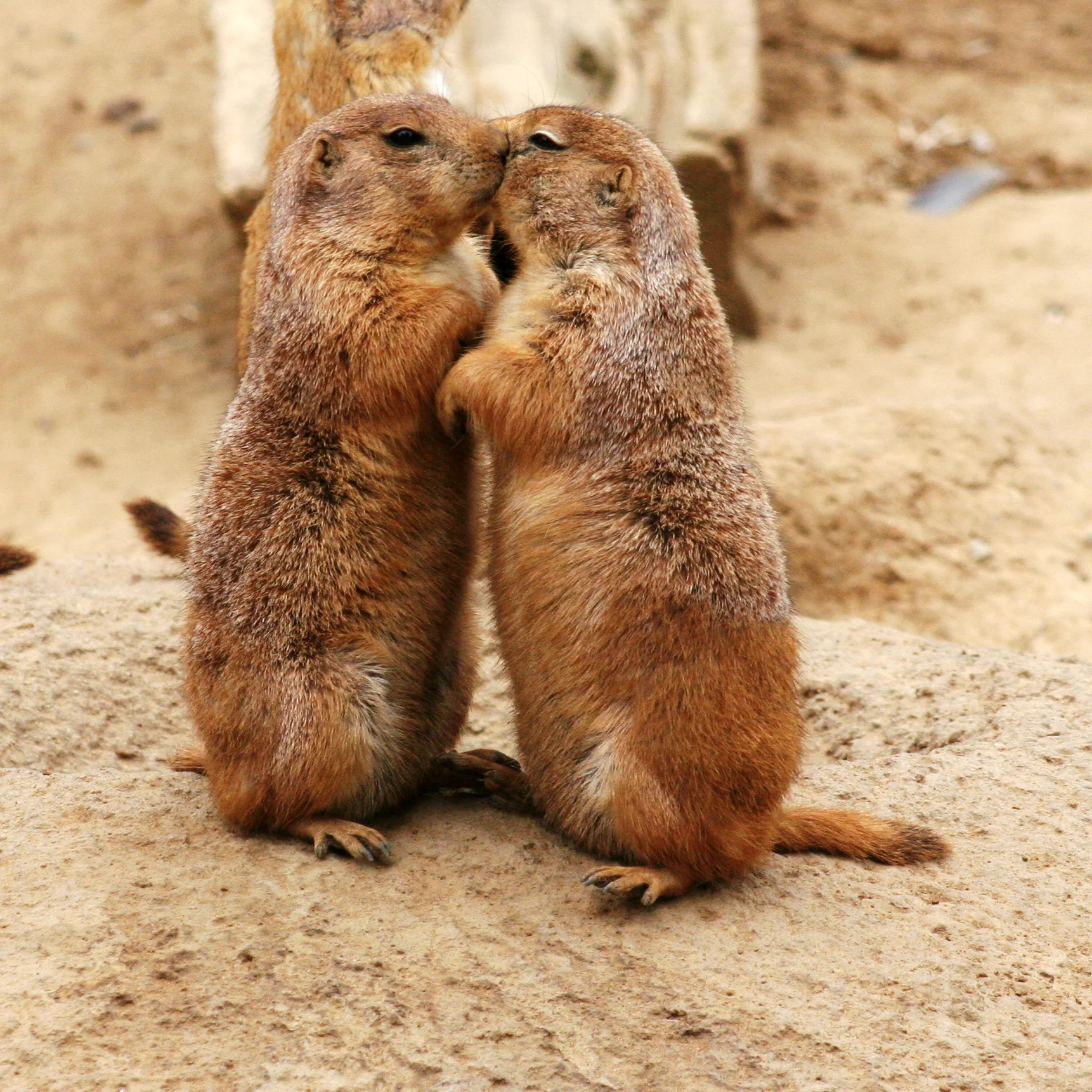 marmot vs prairie dog
