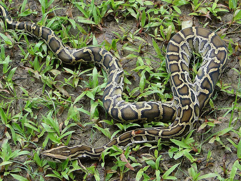 Python Snake Facts