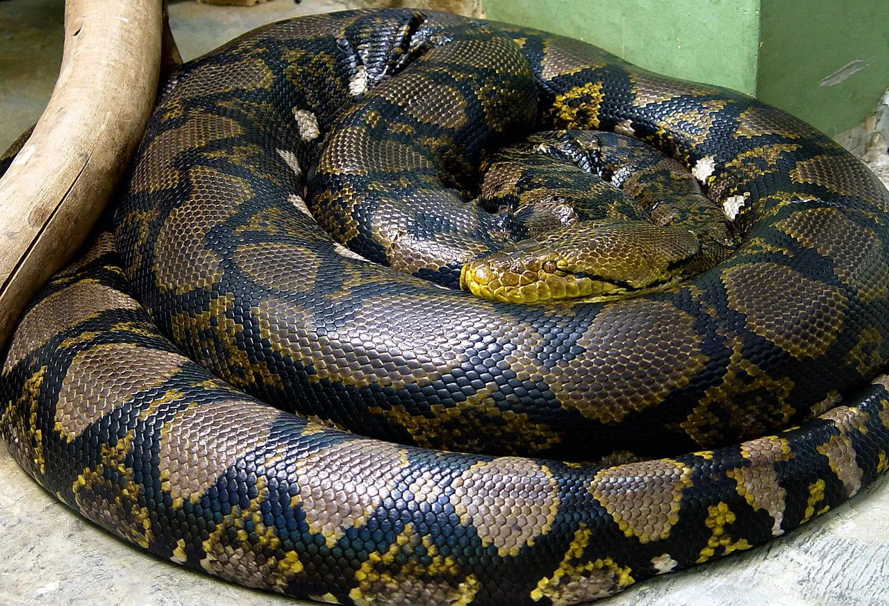 Python Snake Facts
