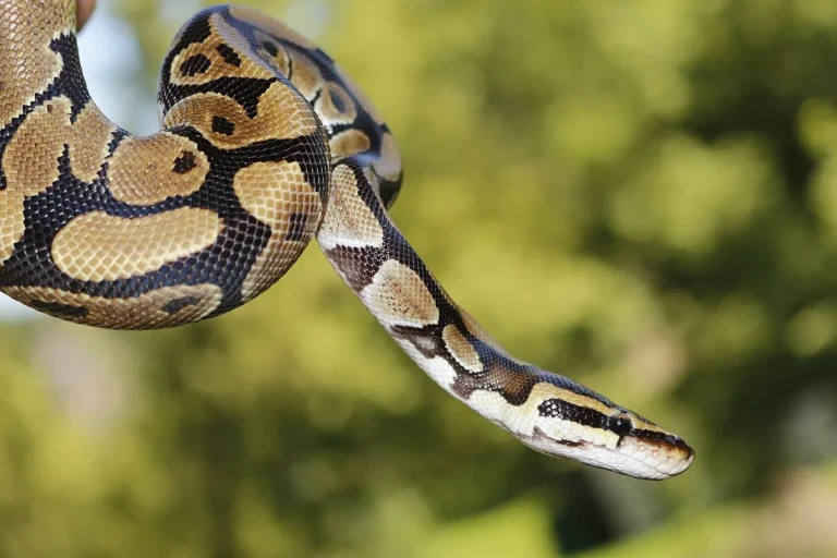 Python Snake Facts, Description, Characteristics