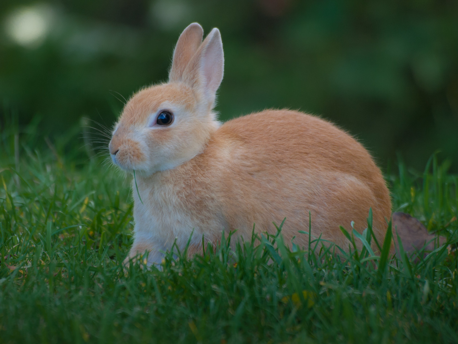 Jack Rabbit Vs Bunny