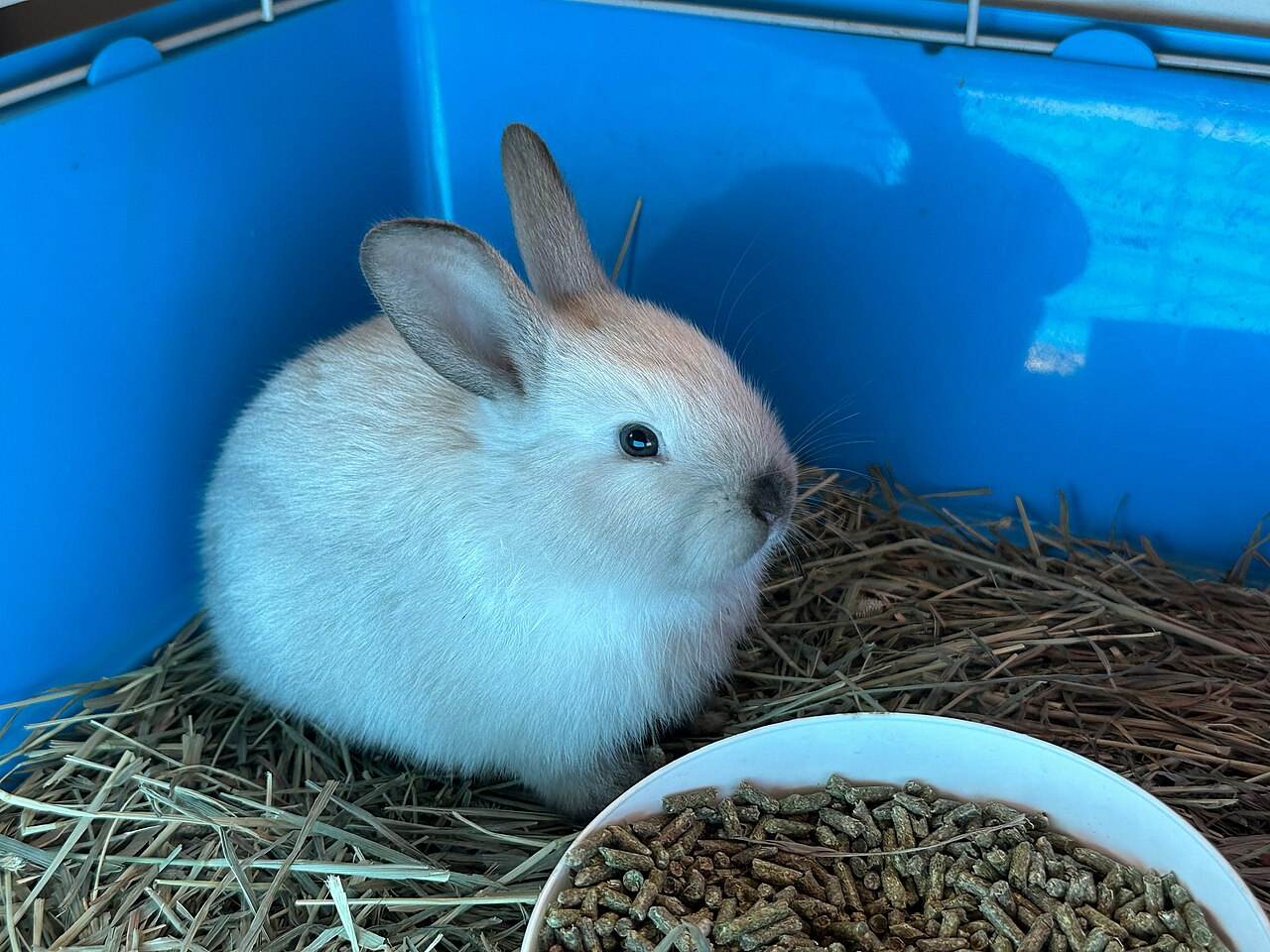 Rabbit Vs Bunny