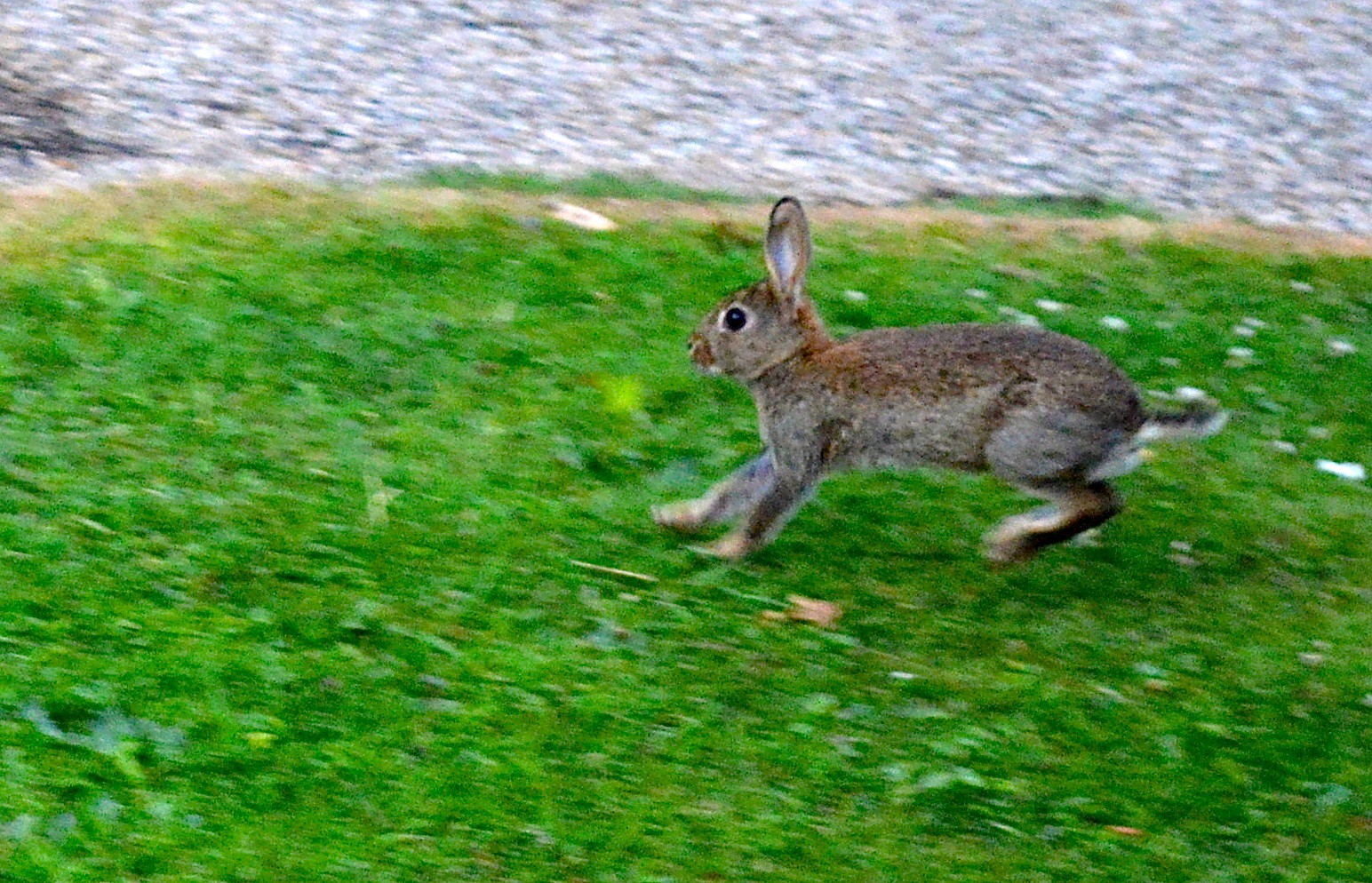 wild rabbit vs domestic rabbit