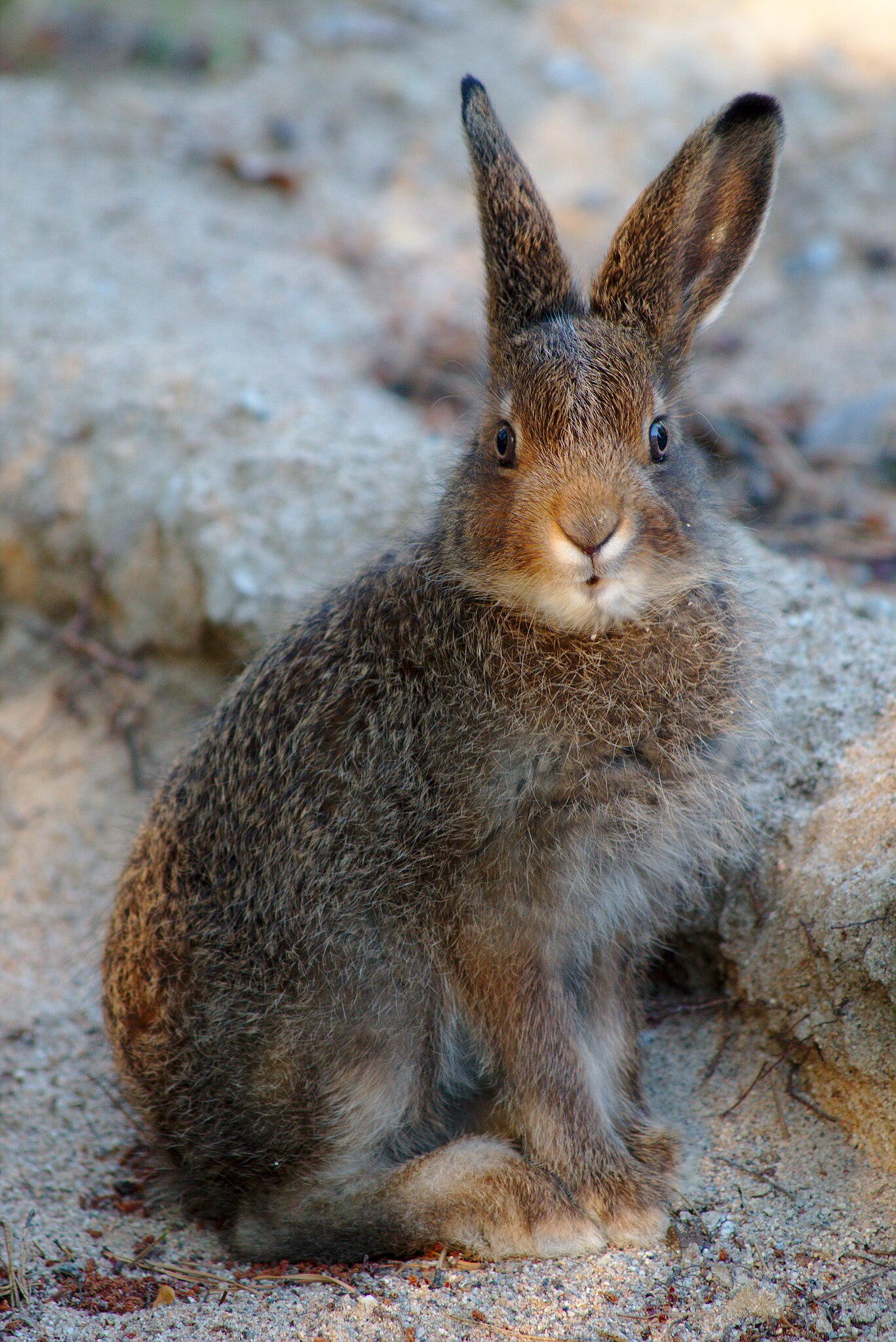 hare vs rabbit vs bunny