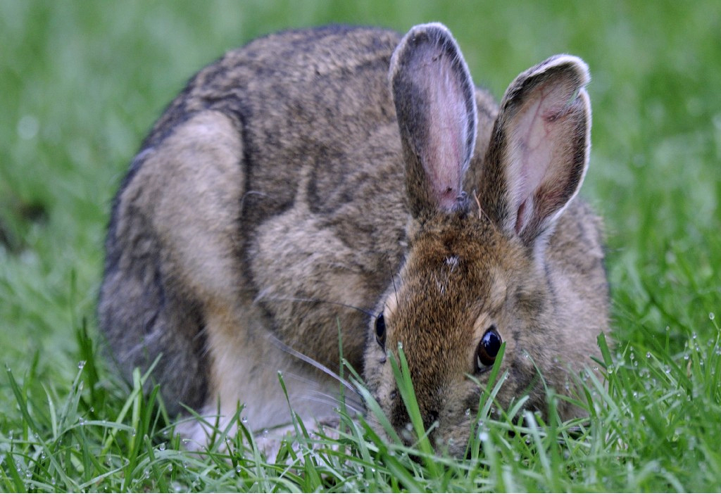 Rabbit Vs Hare