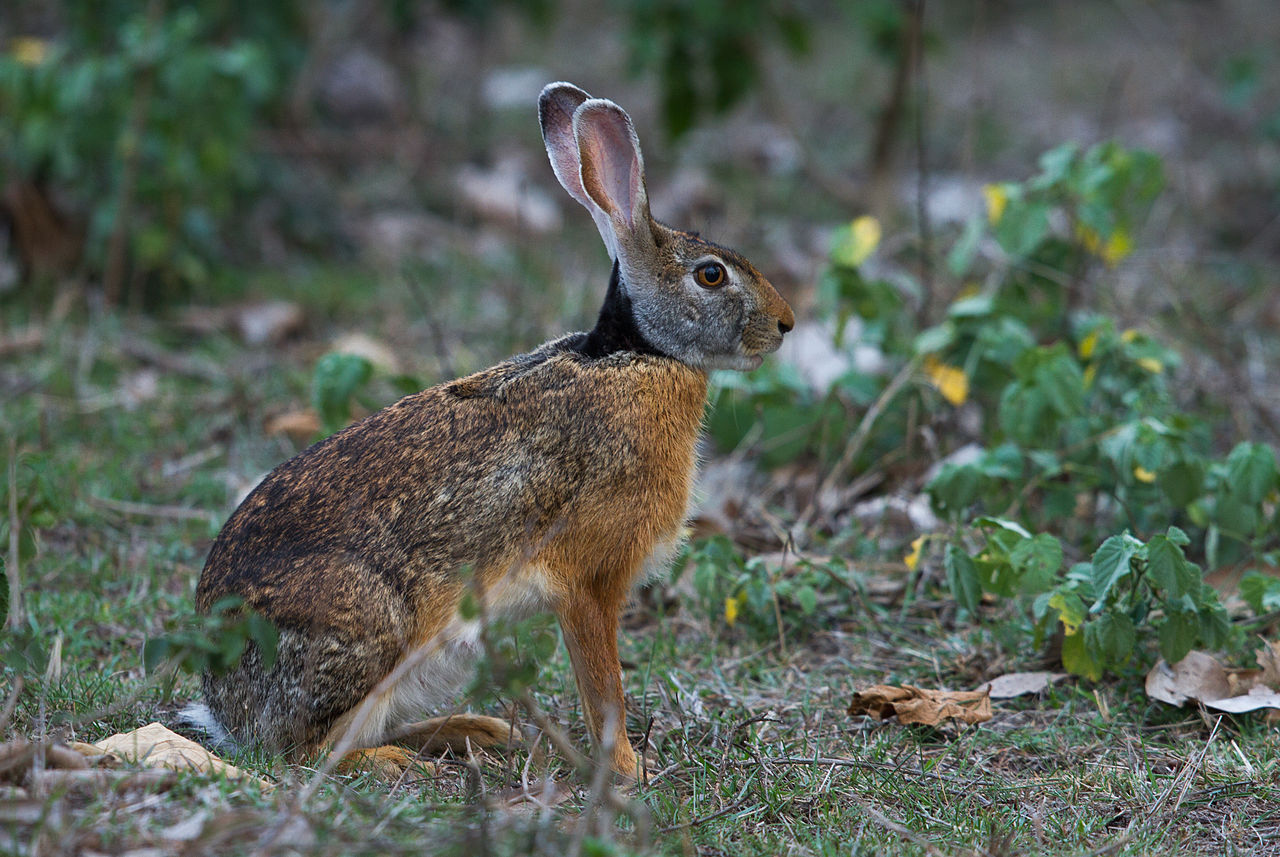 Rabbit Vs Hare