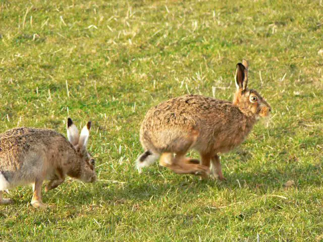 jack rabbit vs rabbit