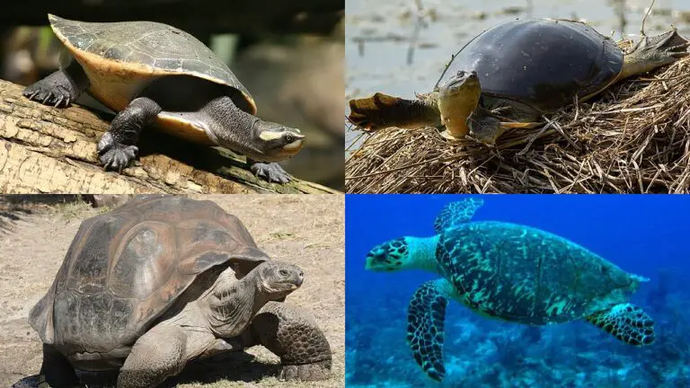 Rabbit Vs Turtle Speed, Size, Weight Overall Comparison
