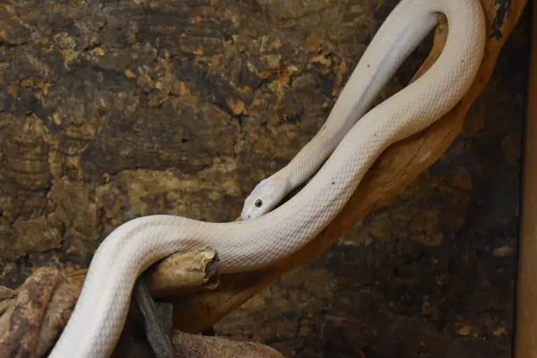 Scaleless Rat Snake Facts, Description, Characteristics