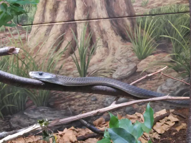 Scaleless Rat Snake Facts