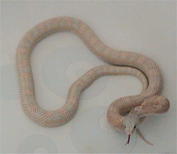 Scaleless Rat Snake Facts