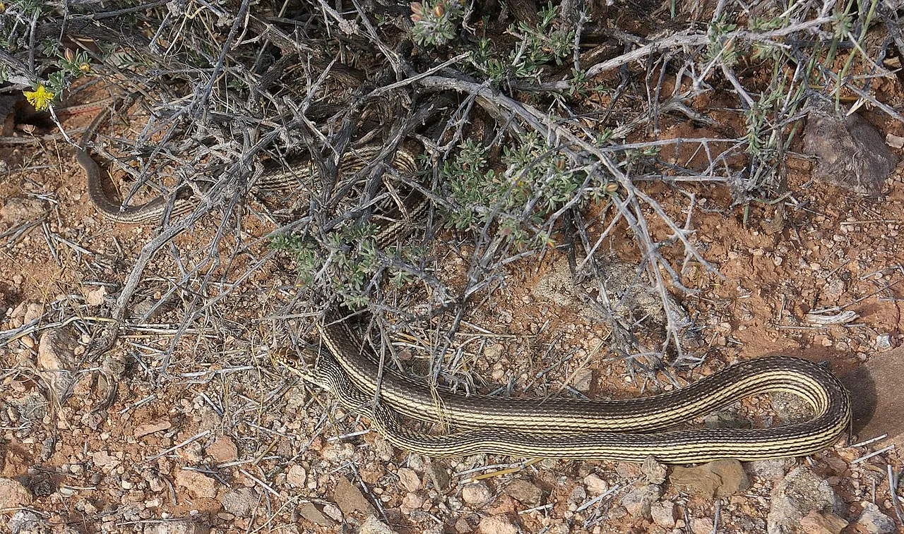 Snakes in New Mexico and Their Characteristics
