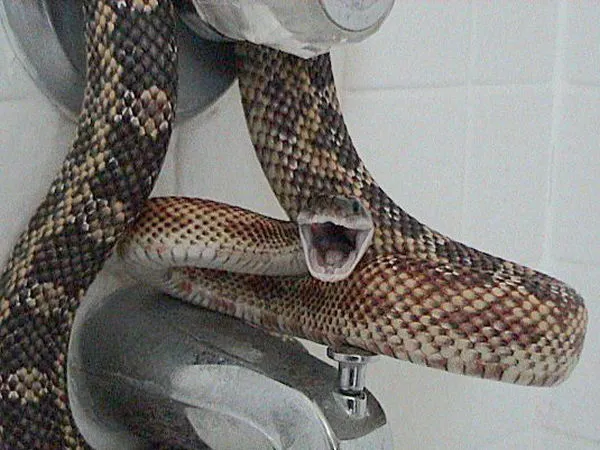 Southern Rat Snake Facts