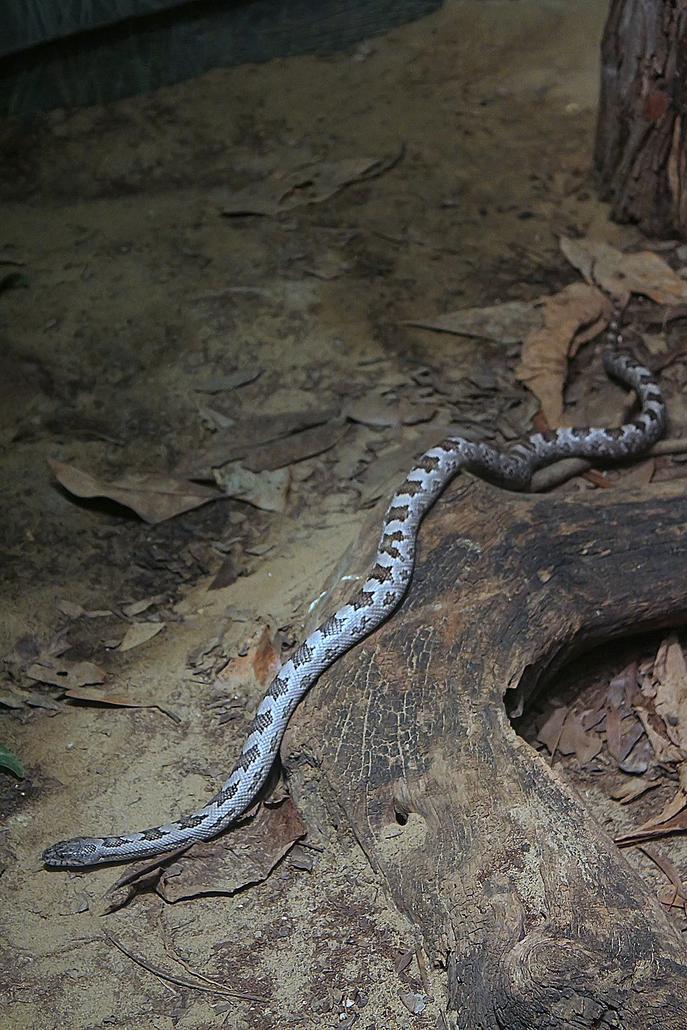 Southern Rat Snake Facts