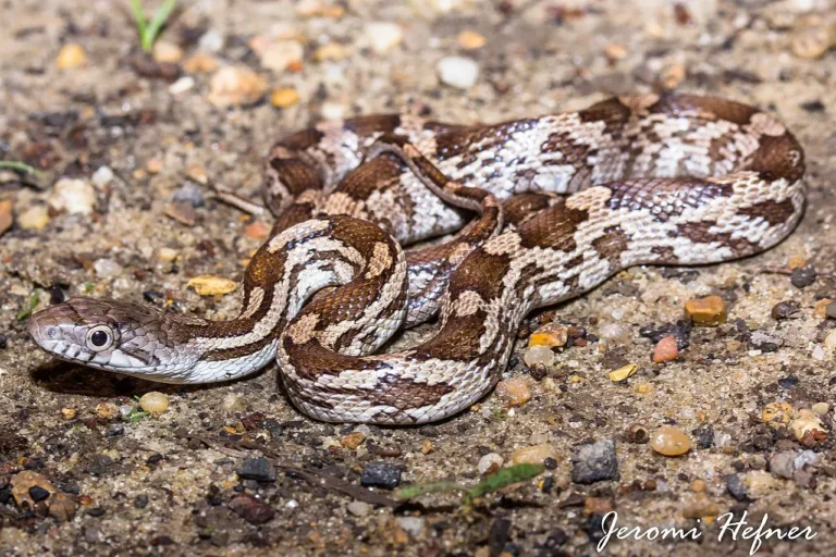 Southern Rat Snake Facts, Characteristics, Description
