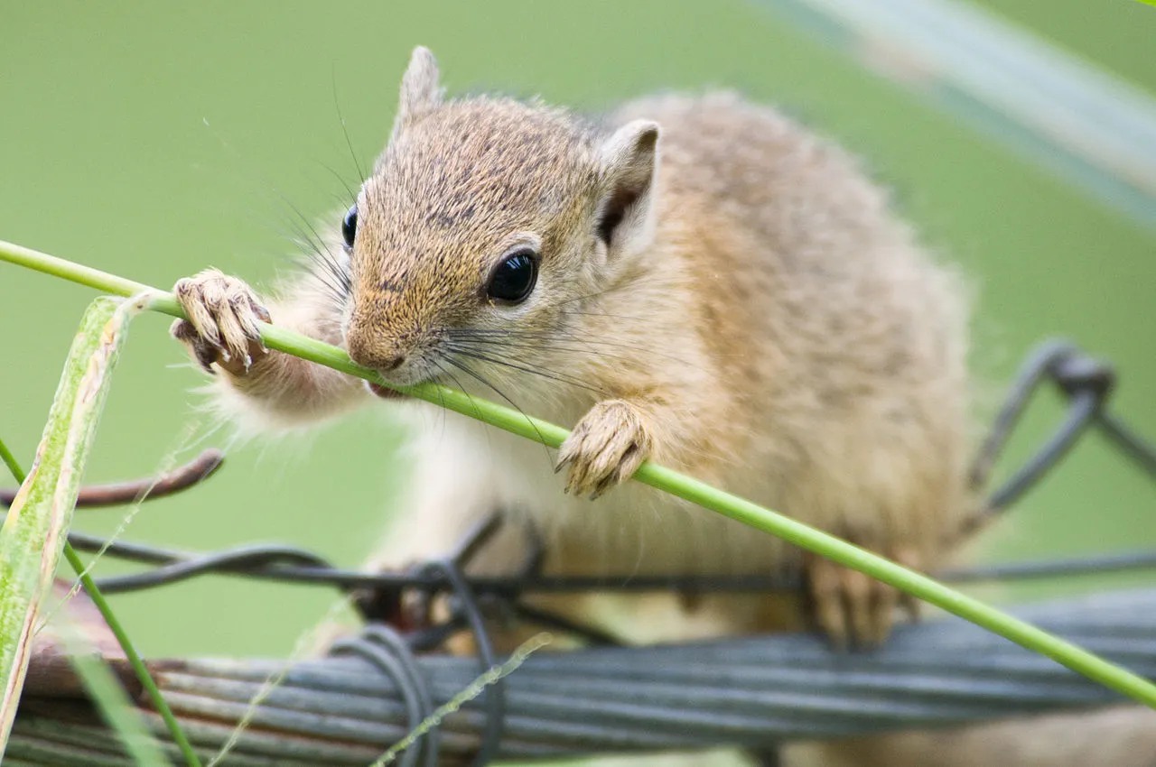Sugar Glider Vs Flying Squirrel Pet